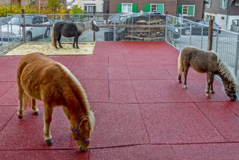 The asphalted area in front of a property in Switzerland was covered with 42 mm thick horse stall mats from WARCO and can now be used by the ponies as a safe paddock. A separate area filled with sawdust is used for species-appropriate urination.