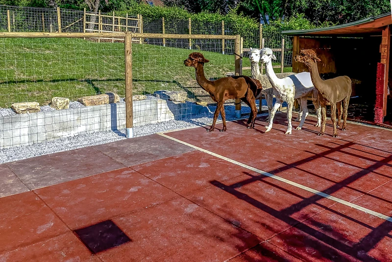 WARCO mats are not only suitable for horses, but also for other hoofed animals. More and more stables and enclosures for alpacas, llamas, goats and sheep are being fitted with WARCO stable flooring.
