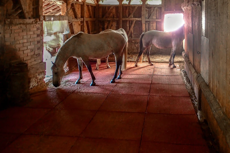 The water-permeable, i.e. thick and insulating WARCO stable mats made of rubber granulate are the ideal stable floor in a horse box or open stable and are well accepted by the horses.